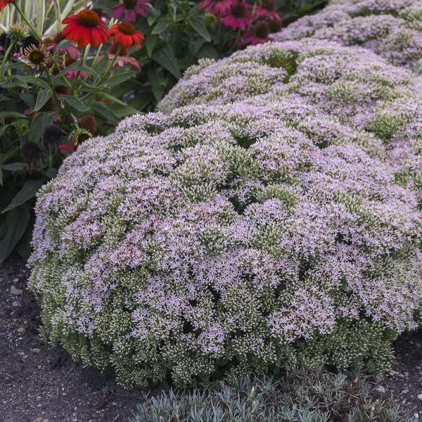 Oprin 'Pure Joy' - Sedum 'Pure Joy'