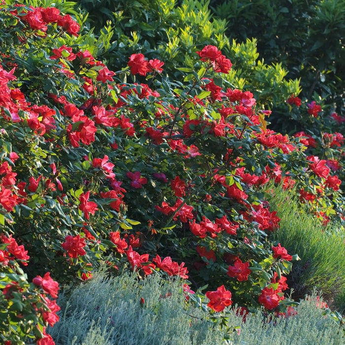 Rosier - Rosa 'Knock Out'