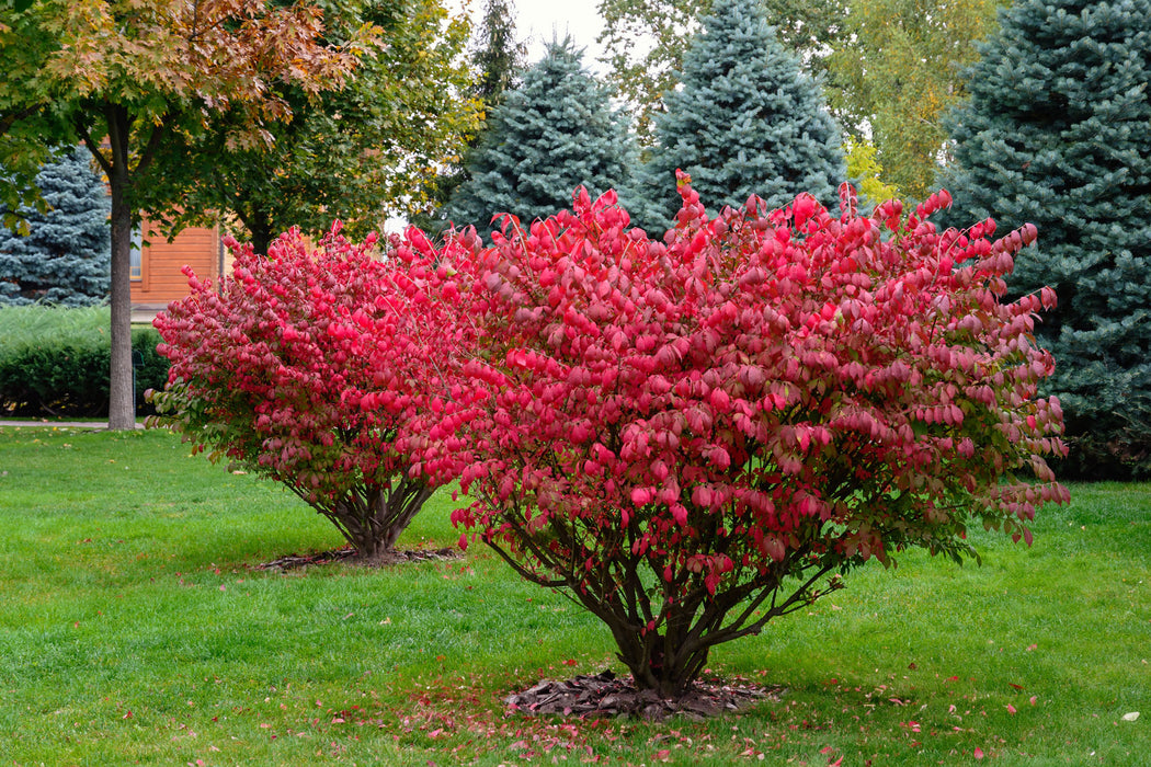 Fusain aile - Euonymus Alatus 'Chicago Fire' - 2G
