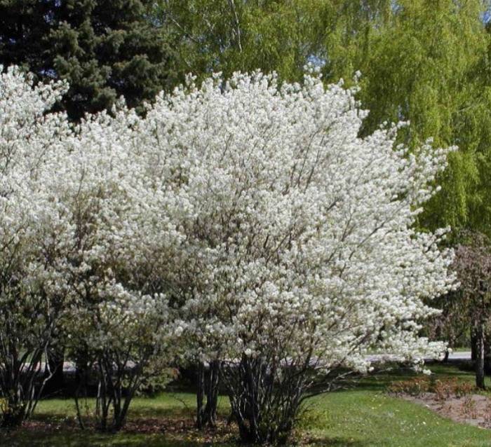 Amelanchier du Canada - Amelanchier canadensis
