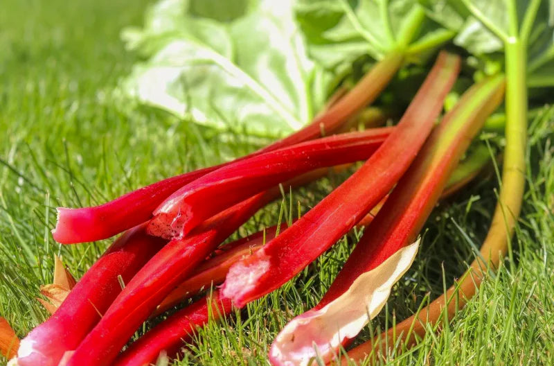 Rhubarbe Canada red - Rheum rhabarbarum 'Canada Red'