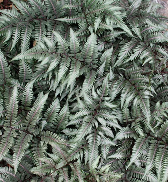 Fougère peinte japonaise 'Godzilla' - Fougère Athyrium 'Godzilla'