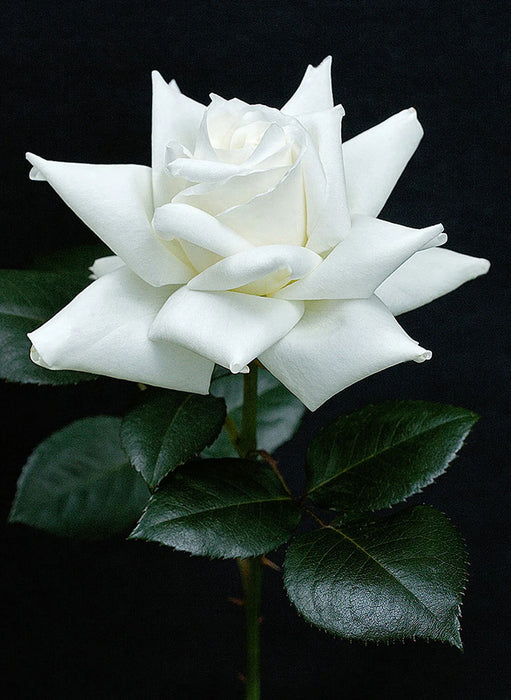 Rosier - Rosa 'Canadian White Star'