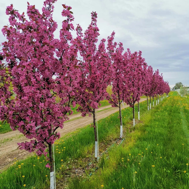 Pommetier Thunderchild - Malus 'Thunderchild' - 175 cm