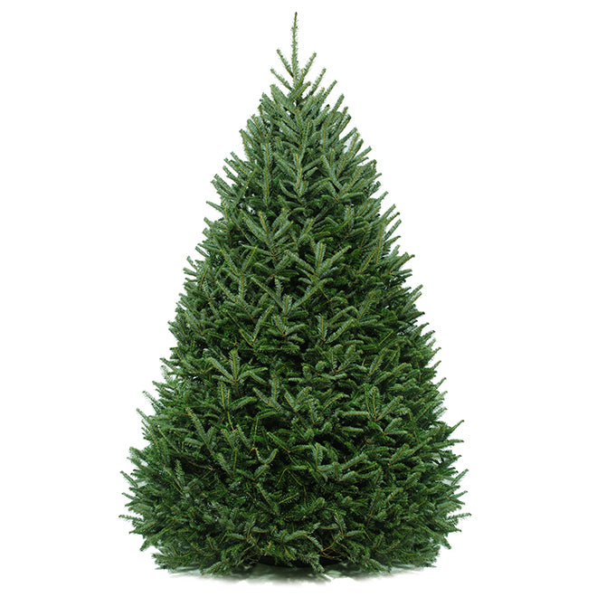Sapin de Noël naturel - Baumier 6-7 pieds Premium