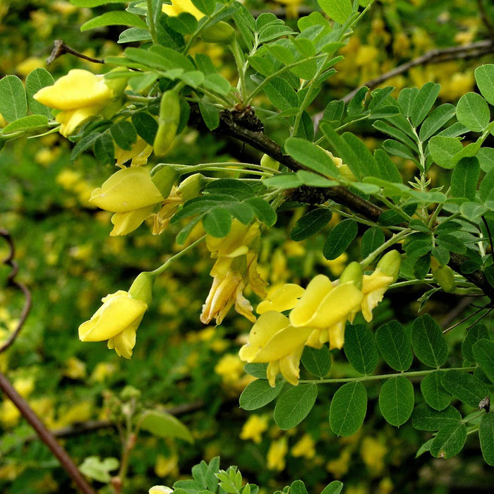 Caraganier de Sibérie - Caragana arborescens