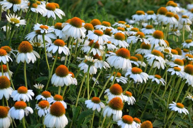 Échinacée 'Pow Wow White' - Echinacea purpurea 'Pow Wow White'