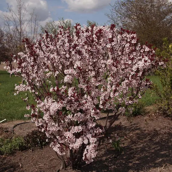 Cerisier pourpre des sables - Prunus cistena  - 2G