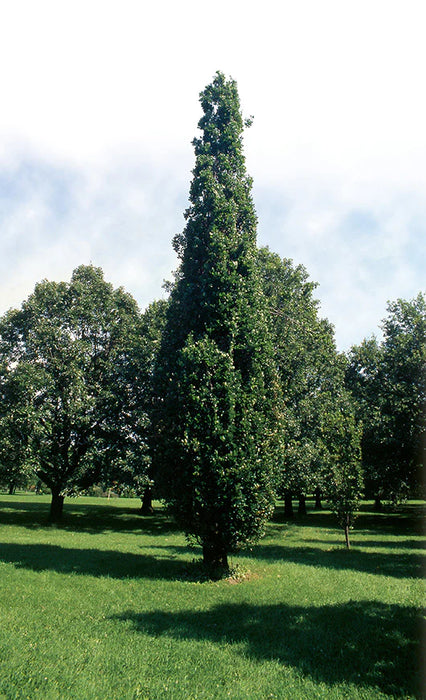 Chêne anglais fastigié - Quercus robur 'Fastigiata' 15G 35MM