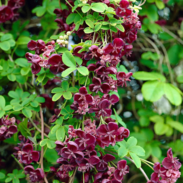 Akébie à cinq feuilles - Akebia Quinana