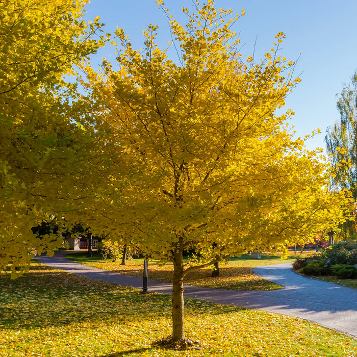 Arbre aux Quarante Écus - Ginkgo Biloba - 10G  30mm