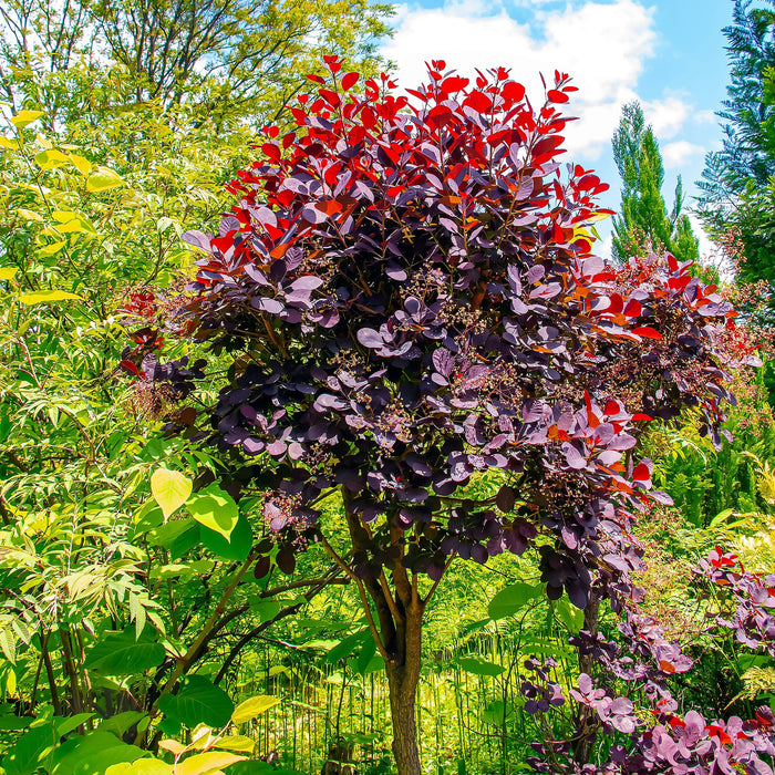 Arbre à perruque - Cotinus Coggygria 'Royal Purple' - 3G