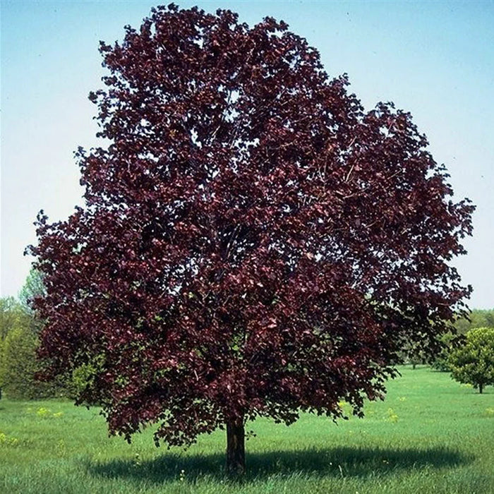 Érable de Norvège - Acer Platanoides 'Royal Red' - 225 cm