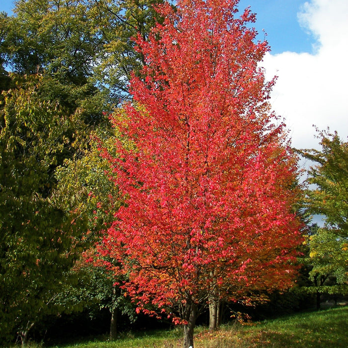 Érable Rouge - Acer Rubrum - 7G 35MM