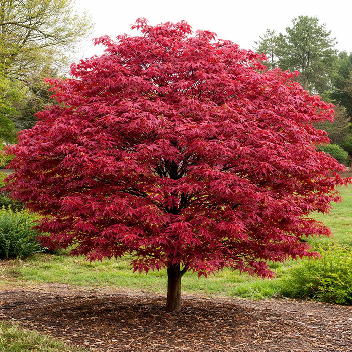 Érable Rouge - Acer Rubrum 'Red Sunset' (Frank's Red) - 15G 30MM