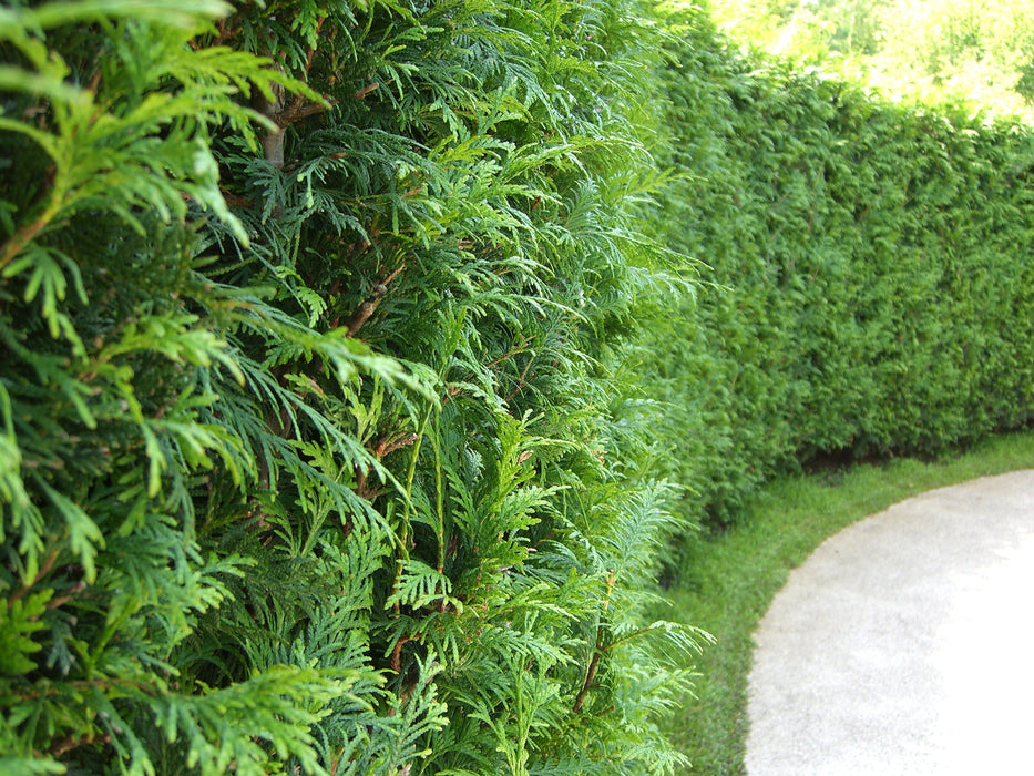 Cèdre Noir - Thuja occidentalis 'Nigra' - 7 Gal./4 pi.
