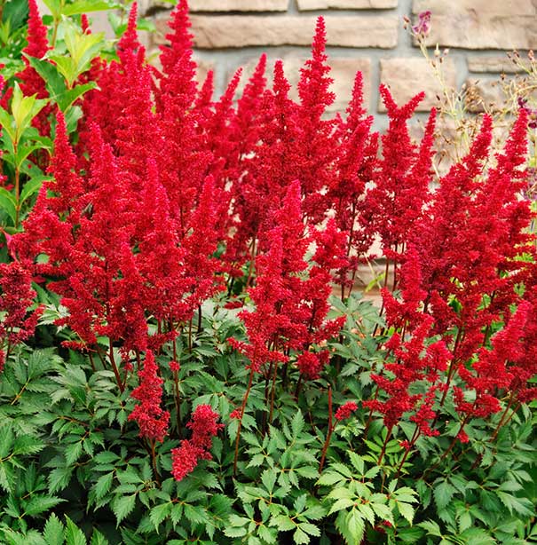 Astilbe d'Arends Fanal - Astilbe arendsii 'Fanal'