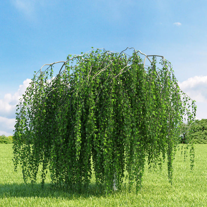 Bouleau pleureur de Young - Betula pendula 'Youngii' - 5G 200 cm