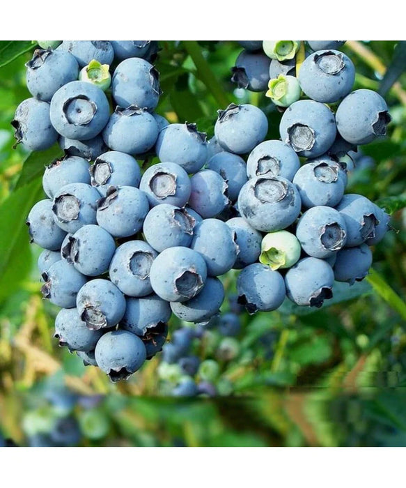 Bleuet 'Patriot' (géant)