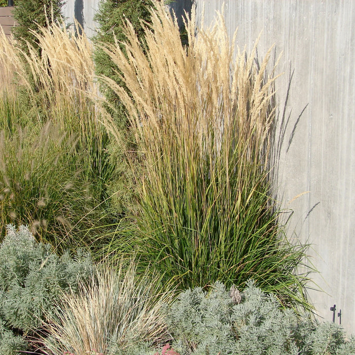 Calamagrostis acutiflora 'Karl Foerster' - 2G