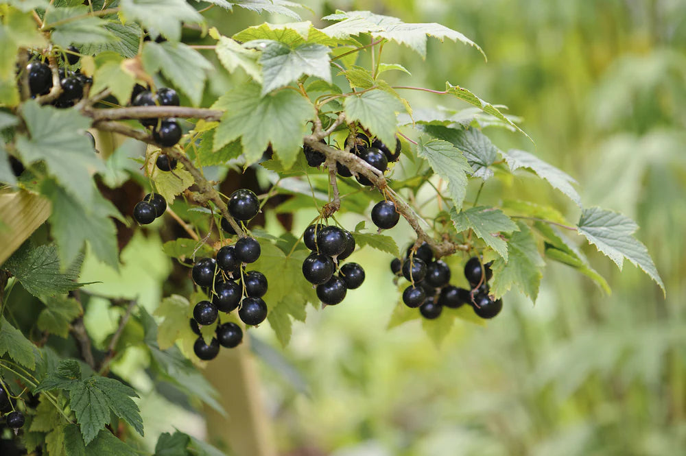 Cassis noir  - Ribes nigrum - 2G