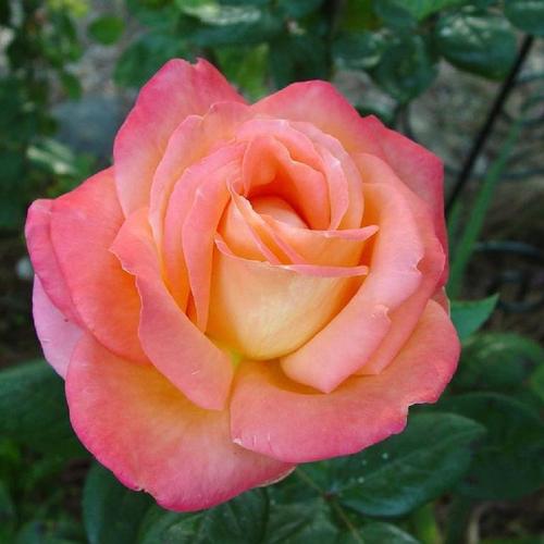 Rosier - Rosa 'City of Welland'