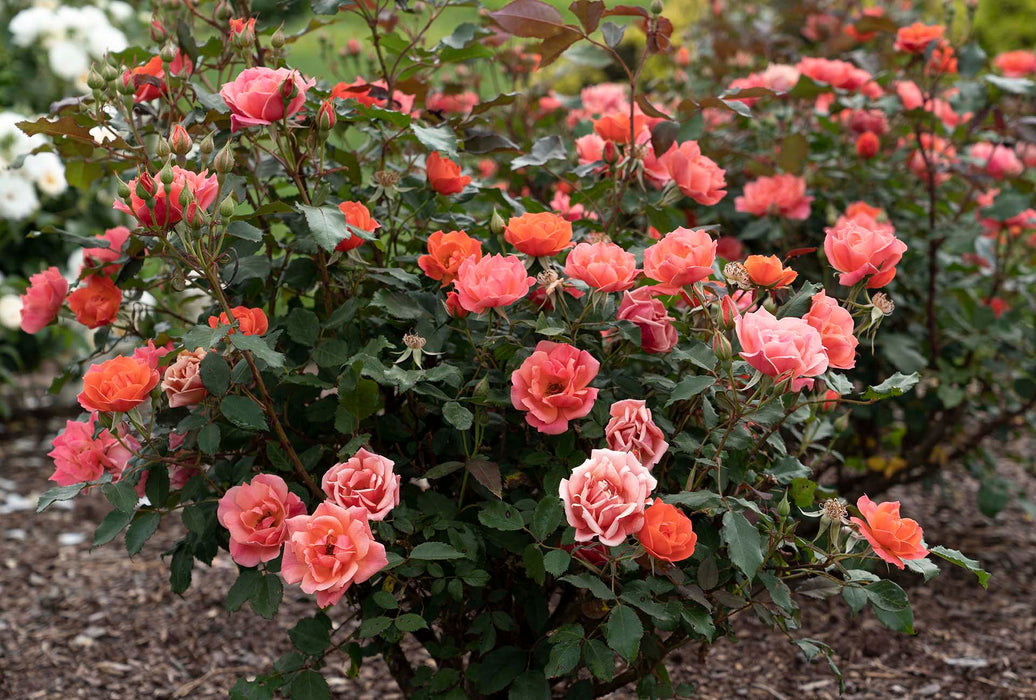 Rosier - Rosa 'Coral Knock Out'