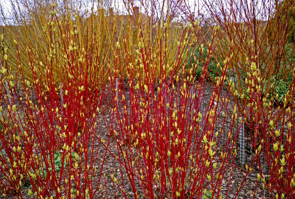 Cornouiller - Cornus Stolonifera 'Arctic Fire' - 2G