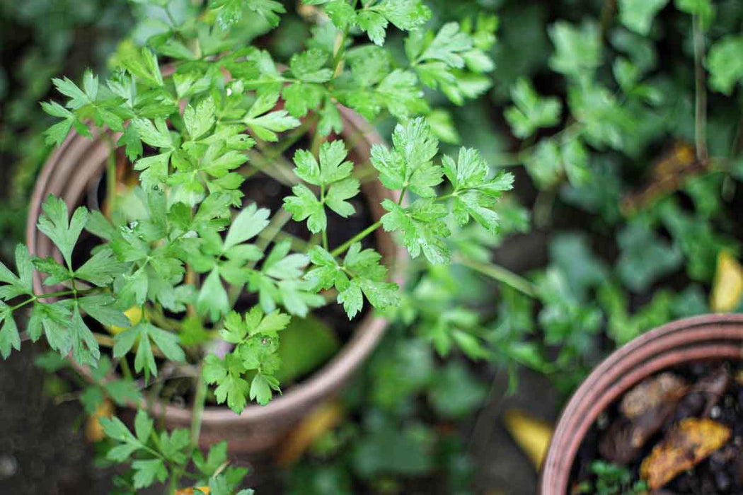 Coriandre - Plant dans pot de 3.5 po