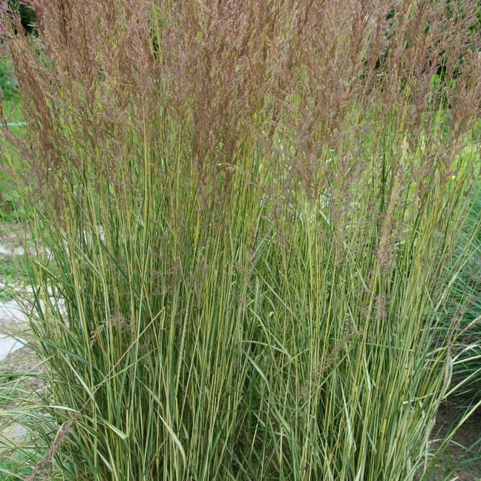 Calamagrostide 'Eldorado' - Calamagrostis acutiflora 'Eldorado'