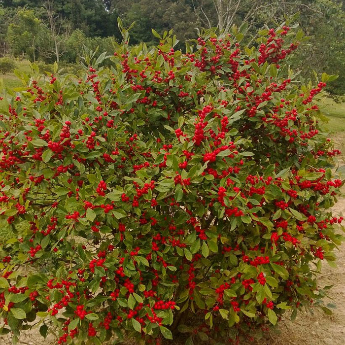Houx Verticillata - Ilex Verticillata 'Little Goblin Guy'