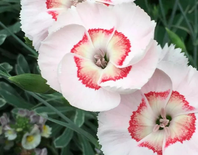 Oeillet - Dianthus 'American Pie Georgia Peach'