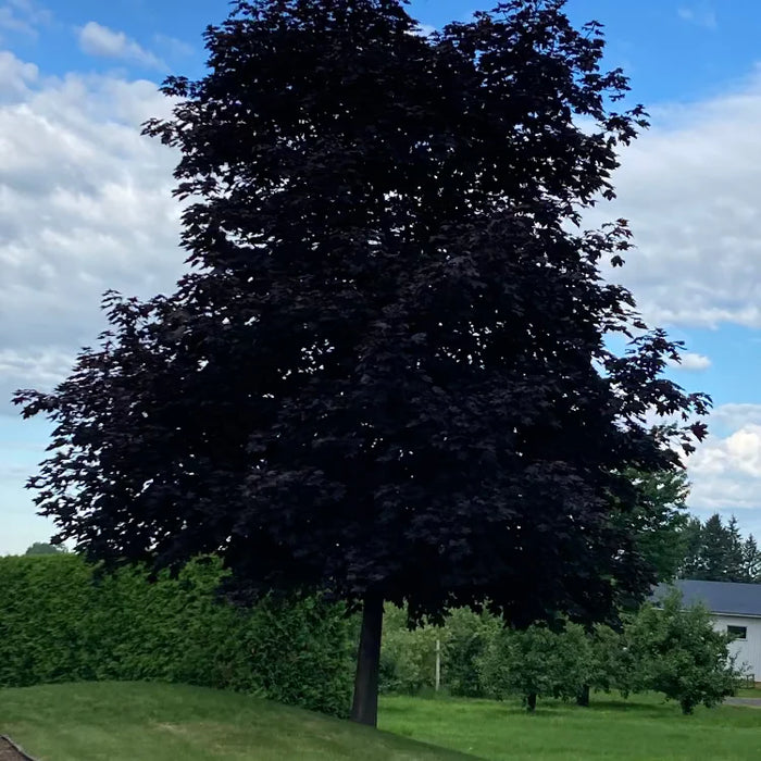 Érable de Norvège - Acer Platanoides 'Royal Red' - 10G 30MM