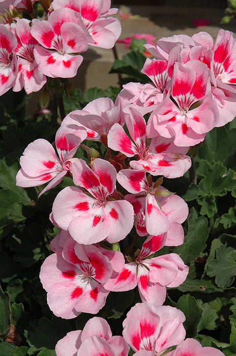 Géranium Presto 'Rose Sizzle' - Pot de 4 po