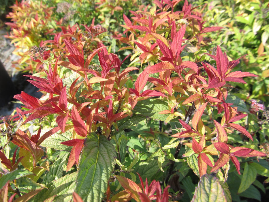 Spirée Flaming Mound - Spiraea japonica 'Flaming Mound'' 2G