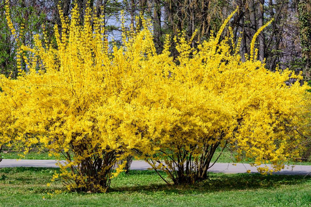 Forsythia - Forsythia 'Northern Gold' - 2G