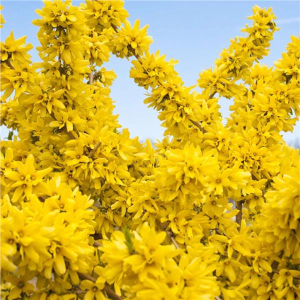 Forsythia Marée D'Or- Forsythia 'Courtasol' - 2G