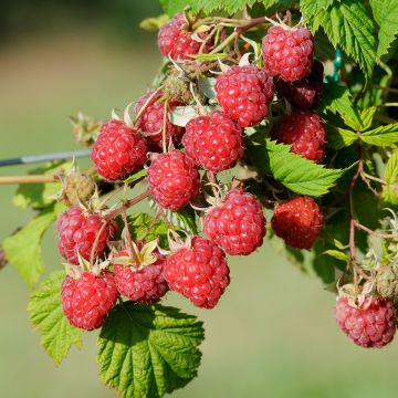 Rubus idaeus 'Pathfinder'  - 2G