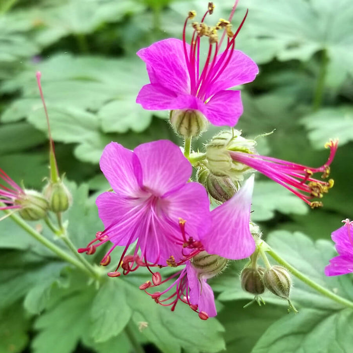Géranium à gros rhizome - Geranium 'Bevan's variety'