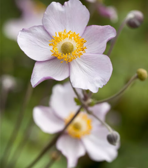 Anémone - Anemone hupehensis 'September Charm'