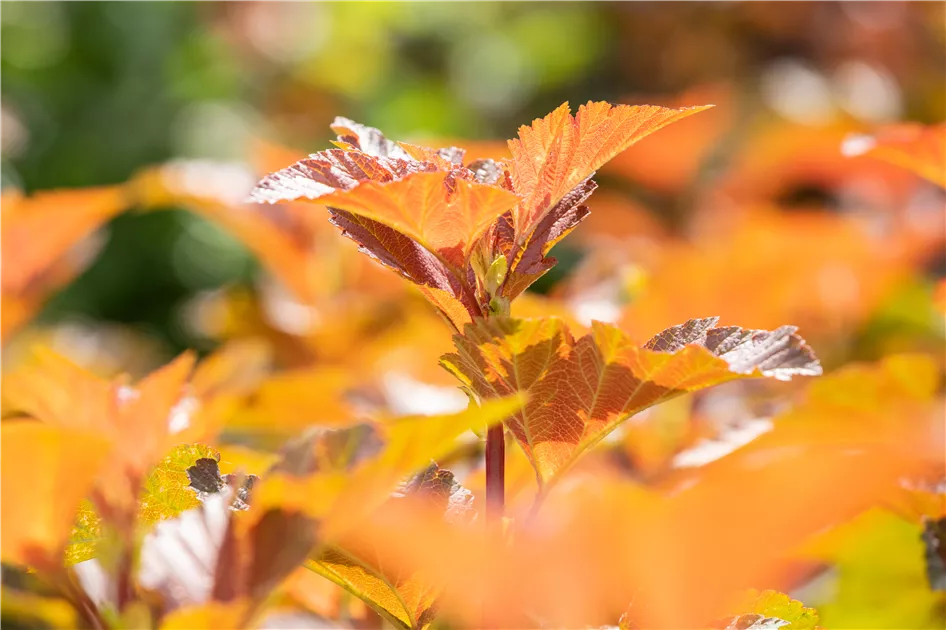 Physocarpe à feuilles d'obier - Physocarpus opulifolius 'Amber Jubilee ' - 2G