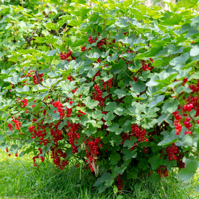 Gadelier rouge Red lake  - Ribes rubrum 'Red Lake' - 2G