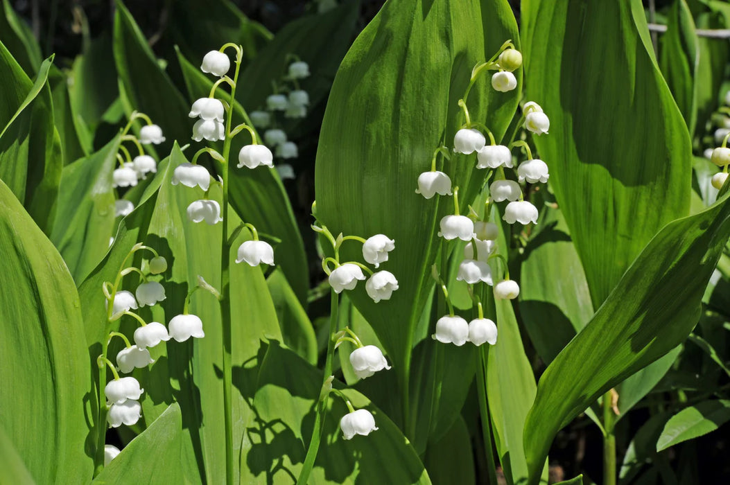 Muguet de Mai - Convallaria Majalis