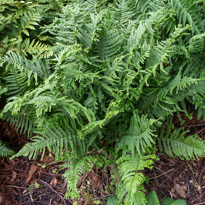 Fausse fougère mâle Cristata 'The King' - Fougère Dryopteris affinis Cristata 'The KIng'