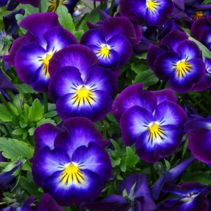 Violette - Viola x 'Halo Violet'