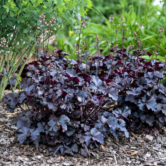 Heuchère 'Black Pearl' - Heuchera 'Black Pearl'