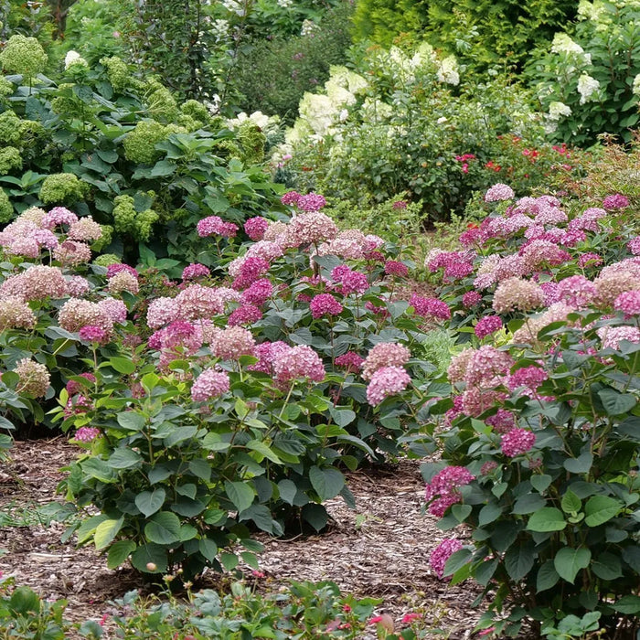 Hydrangée Invincibelle Garnetta - Hydrangea arborescens 'Invincibelle Garnetta'