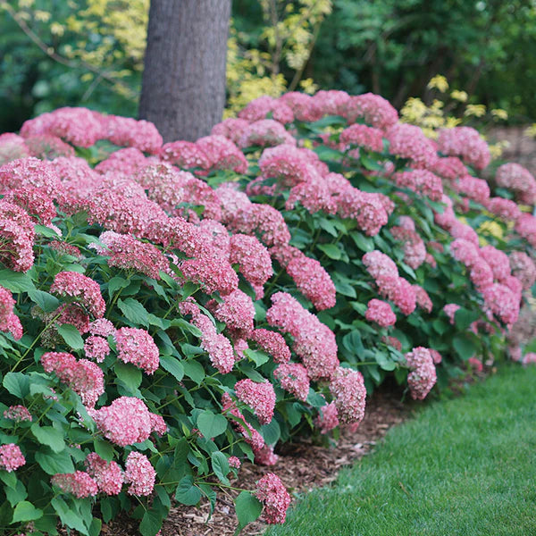 Hydrangée Invincibelle Spirit II -  Hydrangea arborescens 'invincibelle Spirit II'  - 2G