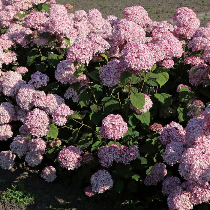 Hydrangée arborescente 'Pinkerella' - Hydrangea arborescens 'Pinkerella'