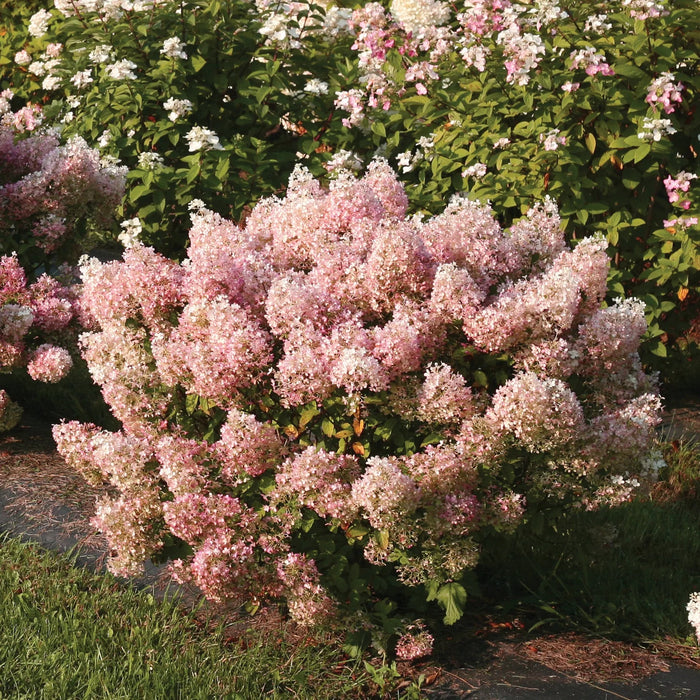 Hydrangée paniculée Bobo - Hydrangea paniculata 'Bobo' - 2G
